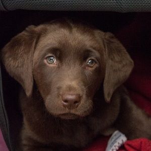 Meet your Posher, Sybill